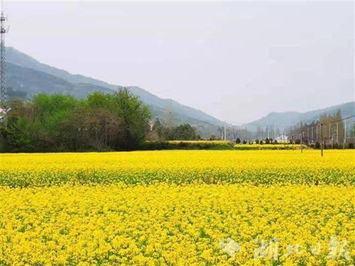 黄陂大余湾：一个被玉米堆淹没的魔幻乡村！2026年去会被雷劈吗？