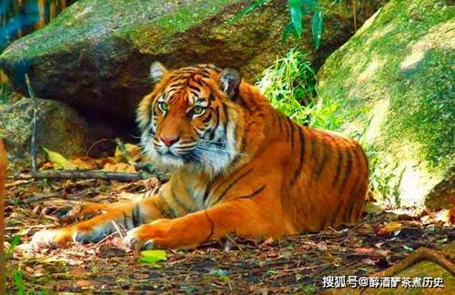 2026年属虎的人最旺的颜色是什么？推荐哪种幸运色？