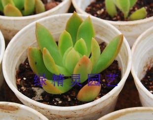 家里可依种芦荟不聚财吗,家里种芦荟不好吗