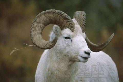 2026年属羊男性在事业和婚姻方面运势如何？