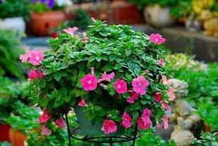 紫罗兰：爱情事业双丰收的魔法花