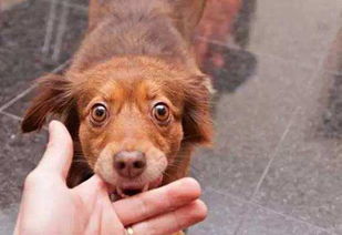 二、星座与犬之呼啸——当天象遇上犬吠时该怎么办？