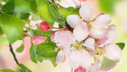 免费桃花运算命桃花运，大桃花运和小桃花运分别是什么意思？