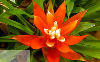 植物跟财运到底有啥关系？富贵竹和鸿运当头真的能招财吗？