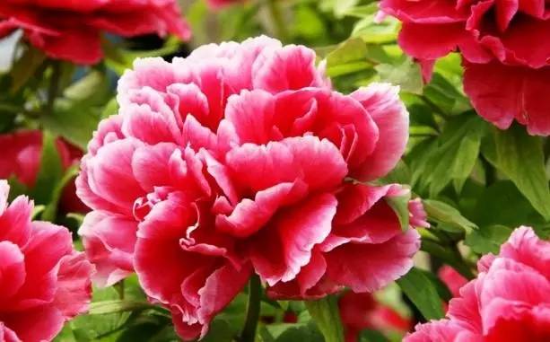 01——洛阳牡丹花会——花海里的狂欢