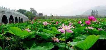 春日踏青， 赏花盛宴