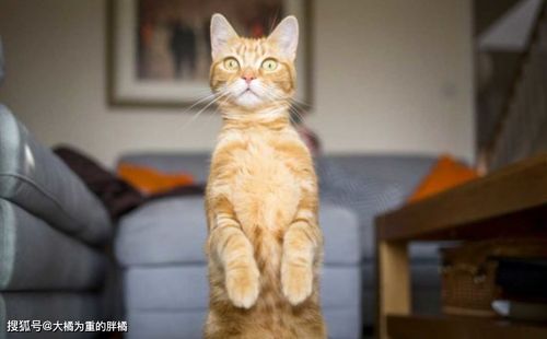 给猫咪算命取名，用猫咪的名字作为宠物名字真的好吗？