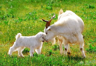 吕嘉慧羊宝宝起名吕若萱改写为多少分合适？