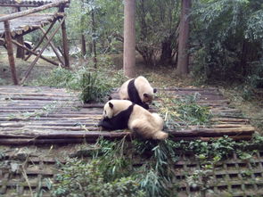 大丰到熊猫基地自驾游：一场说走就走的热血旅行