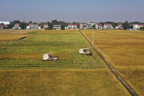 益阳八字哨九亩土地名由来简介,益阳八字哨九亩土地名由来是什么