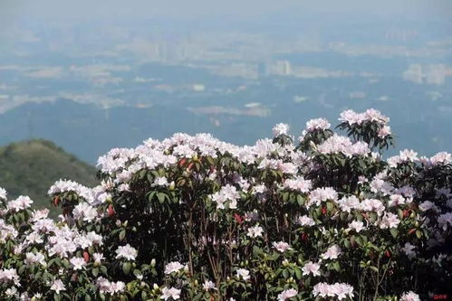 春季赏花的绝佳选择——岫岩映山红景区