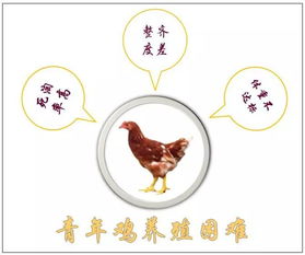 3. 康姓+属鸡=最强较大组合？你可别较小看当前这个搭配！
