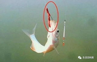 3.3 狗吠东北——防盗还是招财？