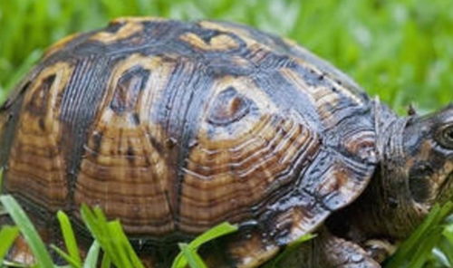 家里养乌龟真的能提升财运吗？适合哪些属相的人养乌龟？