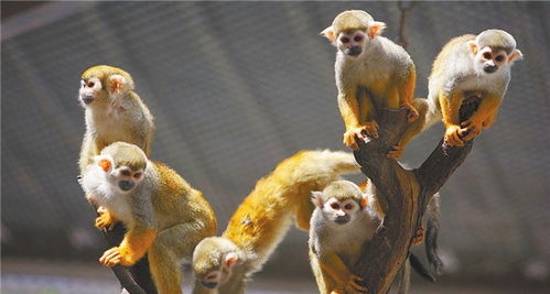 2026年属猴的人92年和68年分别适合什么颜色？