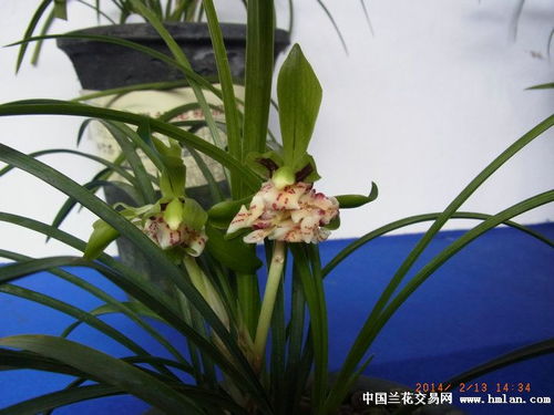 一、兰花之魅，春日里的诗意栖息