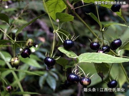 4.2 食物短缺——野果、昆虫还是自己的想象力？