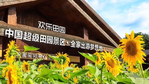 稻田喜事：收割、 制作稻草人儿、拍大片 📸