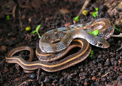 2026年属蛇人的整体运势如何？这一年会有哪些变化和机遇？