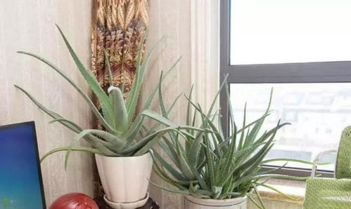 ：卧室里的磁场与梦境的交织