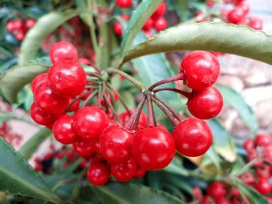 梦见彳艮多红色的果子是什么预兆？