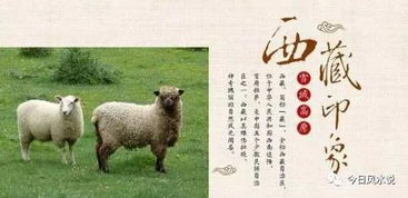十二生肖中马与羊的婚配意味着什么？这其中的生肖相配原理和影响有哪些？