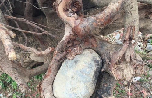 砍老树的风水讲究,砍百年老树有什么讲究