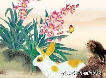 属兔人的流年陷阱