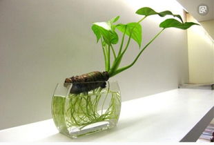 家居植物选择需谨慎，  这些个类型要避免