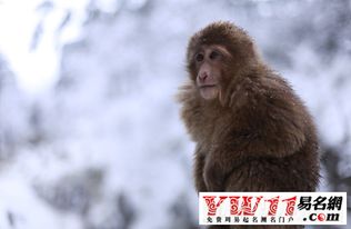 属猴人九月出生命运如何？10月份出生的命运又怎样？两者有何不同？