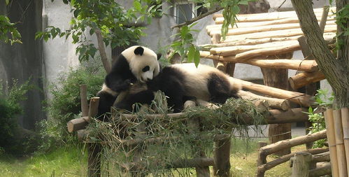 一、 熊猫乐园，周末特惠，等你来约