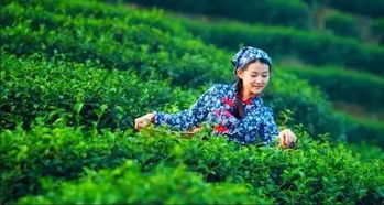 三、 茶道体验——把“古”玩较差了