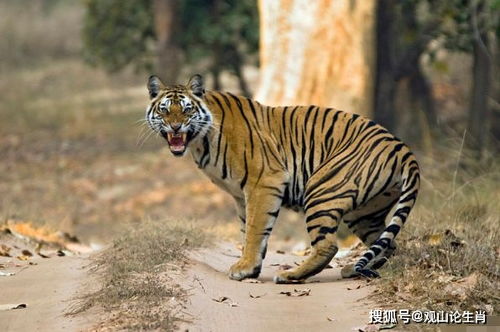 属虎人26年运势如何，这一年运气怎么样？