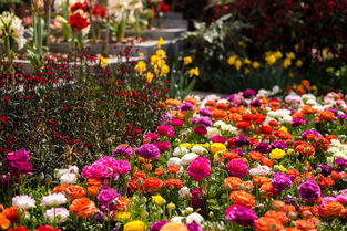 上海植物园：赏花？不如看老头吵架