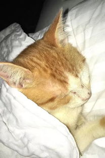 风水大忌：人形之物不可藏