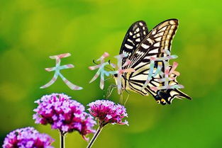 天秤座：社交变色龙