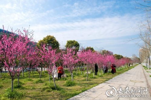 春日赏花指南算个屁花都谢完啦