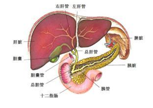 家中风水哪里管肝胆,家中哪里风水好好