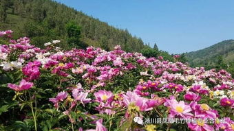 霍林郭勒芍药谷：2026年黄历预警！这些野路子攻略会气死旅行社