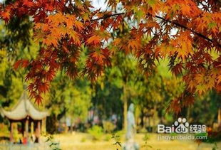 2. 中华龙山（地质奇迹+呐喊喷泉）