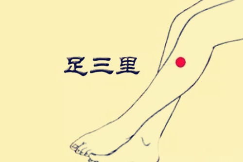 1. 足三里：补益脾胃之关键穴位