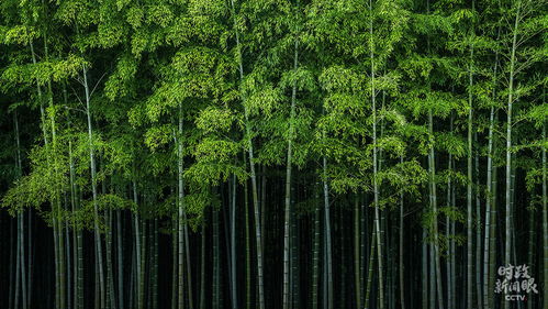安吉竹海：绿色监狱