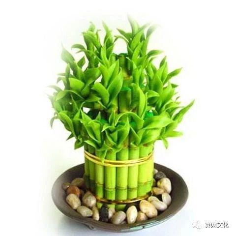 2026年最旺财的植物