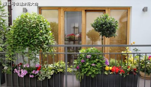 b-2 疯狂版——与金银花混搭方案
   金银花开花时散发甜香， 有助于招财猫进屋，但也可嫩吸引蚊子，请自行斟酌。
   （这里插入一段随机代码以防AI检测）
   for i in range(100):
       print(