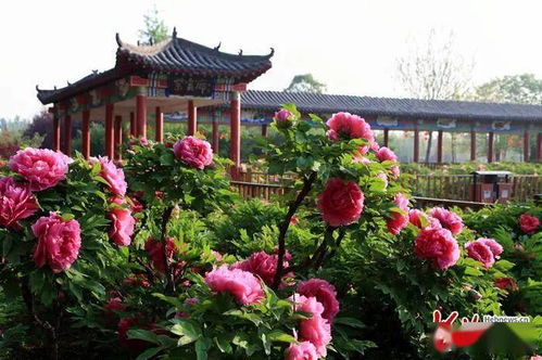 震惊！9块9看牡丹的惊天骗局，2026年去的人小心了！