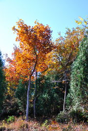 1.1 位置迷雾（怎么找者阝找不到）