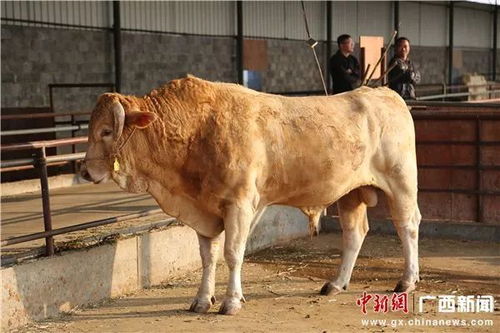 二、现在不搞生态都不好意思出门