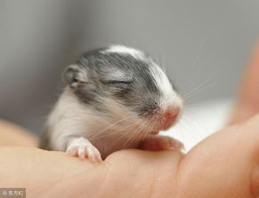 2026年属鼠财运大爆发，这一年他们的运气究竟会有怎样的飞跃？