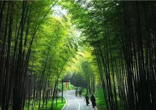 中国大竹海， 隐藏在深处的秘密
