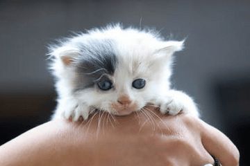 一、先说点儿乱七八糟的前言——为哪些给猫起名竟然能跟人生哲学思想扯上关系？